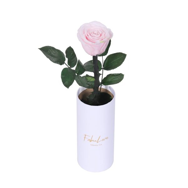 IMG_0225.jpg Classic Single Eternal Rose